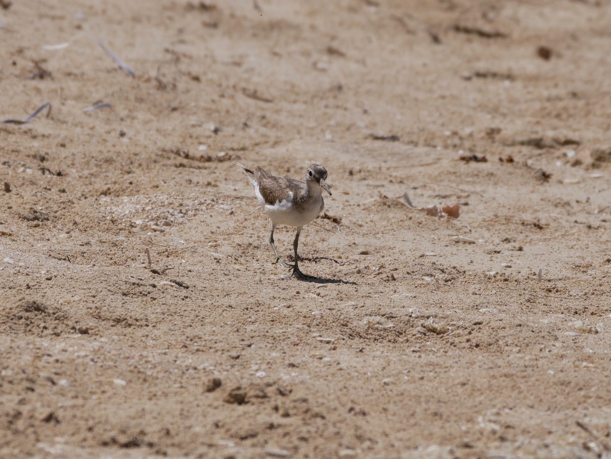 Common Sandpiper - ML187412001