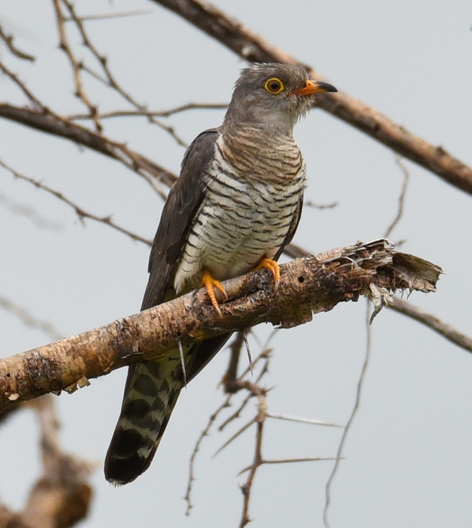 African Cuckoo - ML187412311