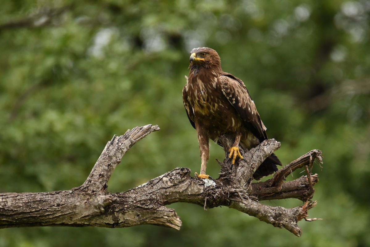 Lesser Spotted Eagle - Maryse Neukomm