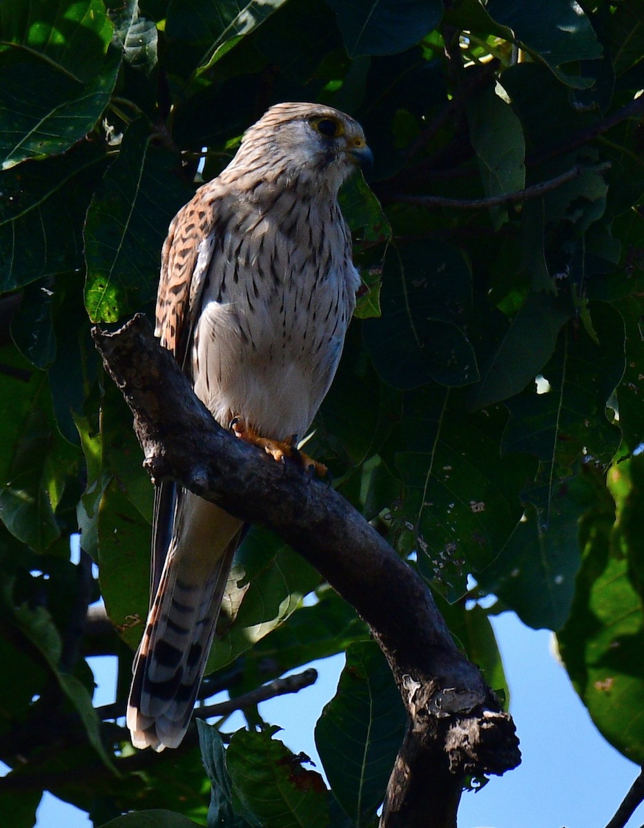 Eurasian Kestrel - ML187412751