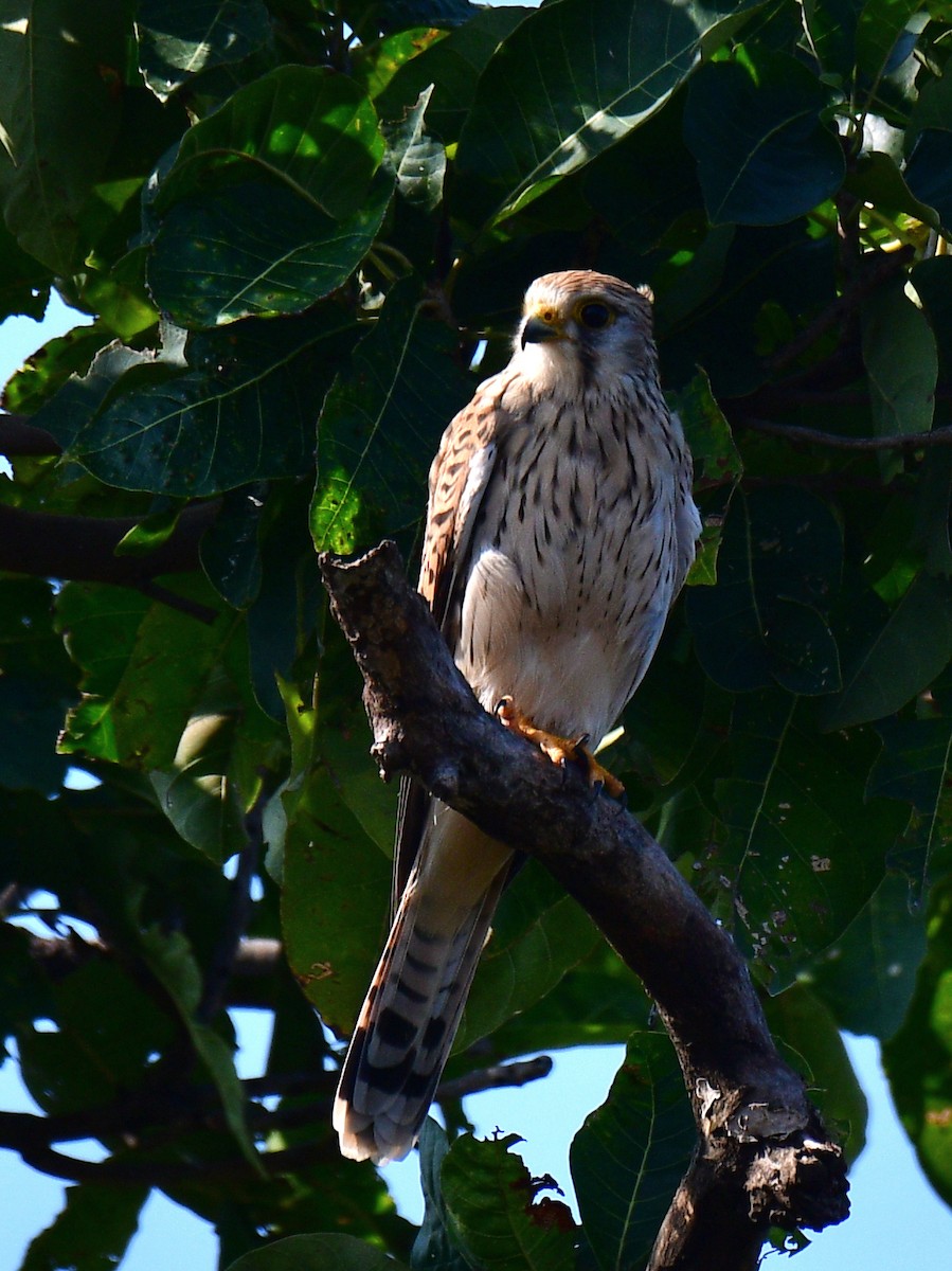 Eurasian Kestrel - ML187412761