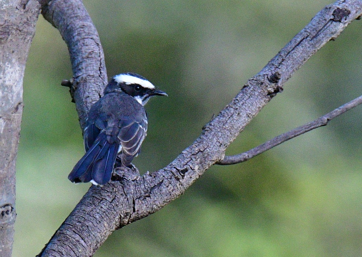 Ak Kaşlı Katmerkuyruk - ML187412841