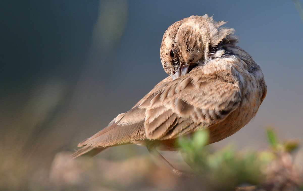 Ashy-crowned Sparrow-Lark - ML187412961