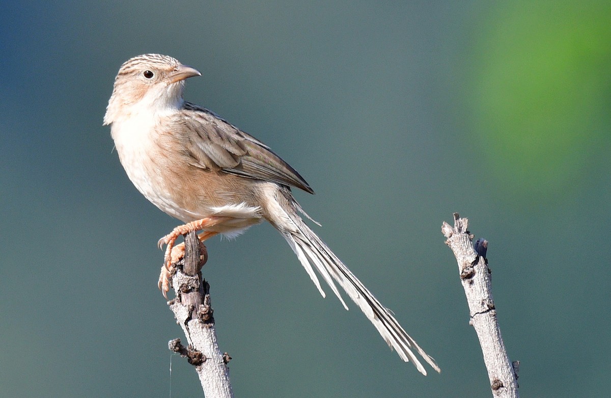 Common Babbler - ML187412991