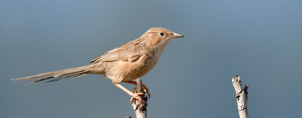 Common Babbler - ML187413011