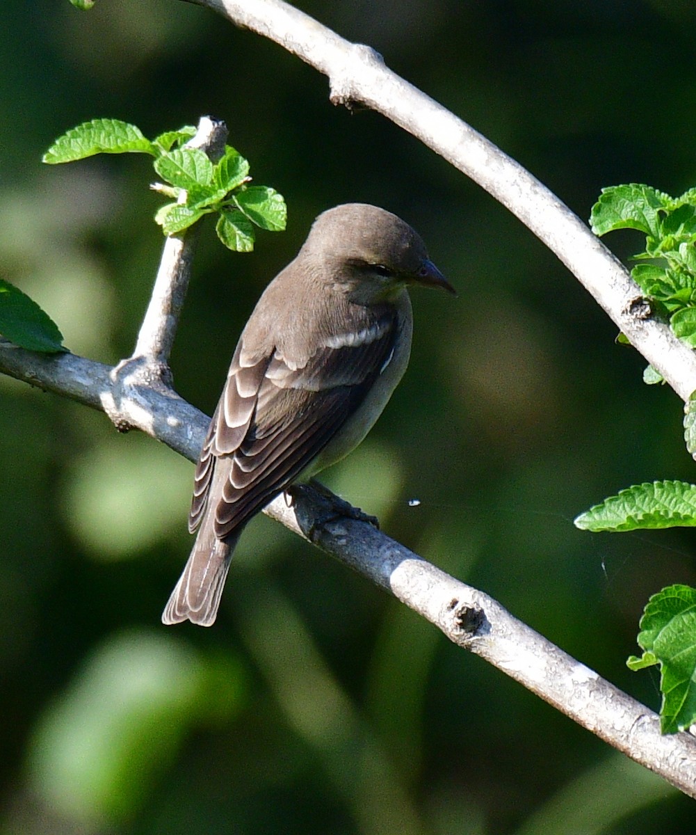 Moineau à gorge jaune - ML187413481