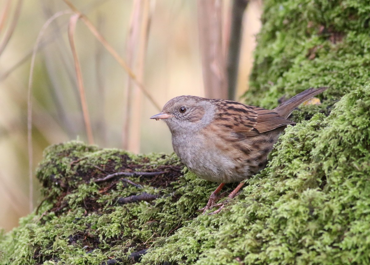 Dunnock - ML187413801