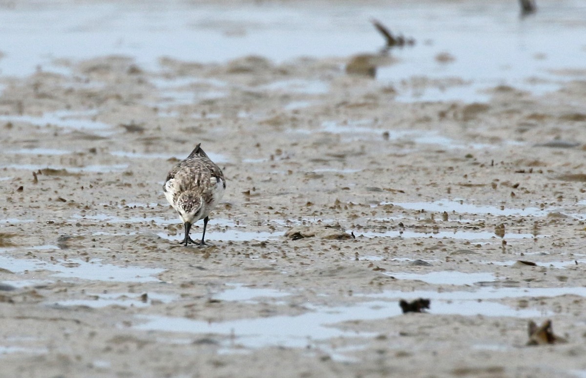 Sanderling - ML187414031