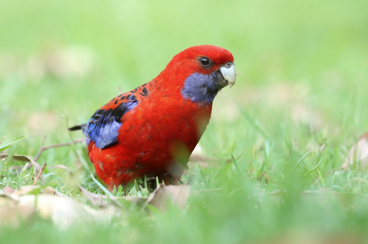 Crimson Rosella - David Ongley