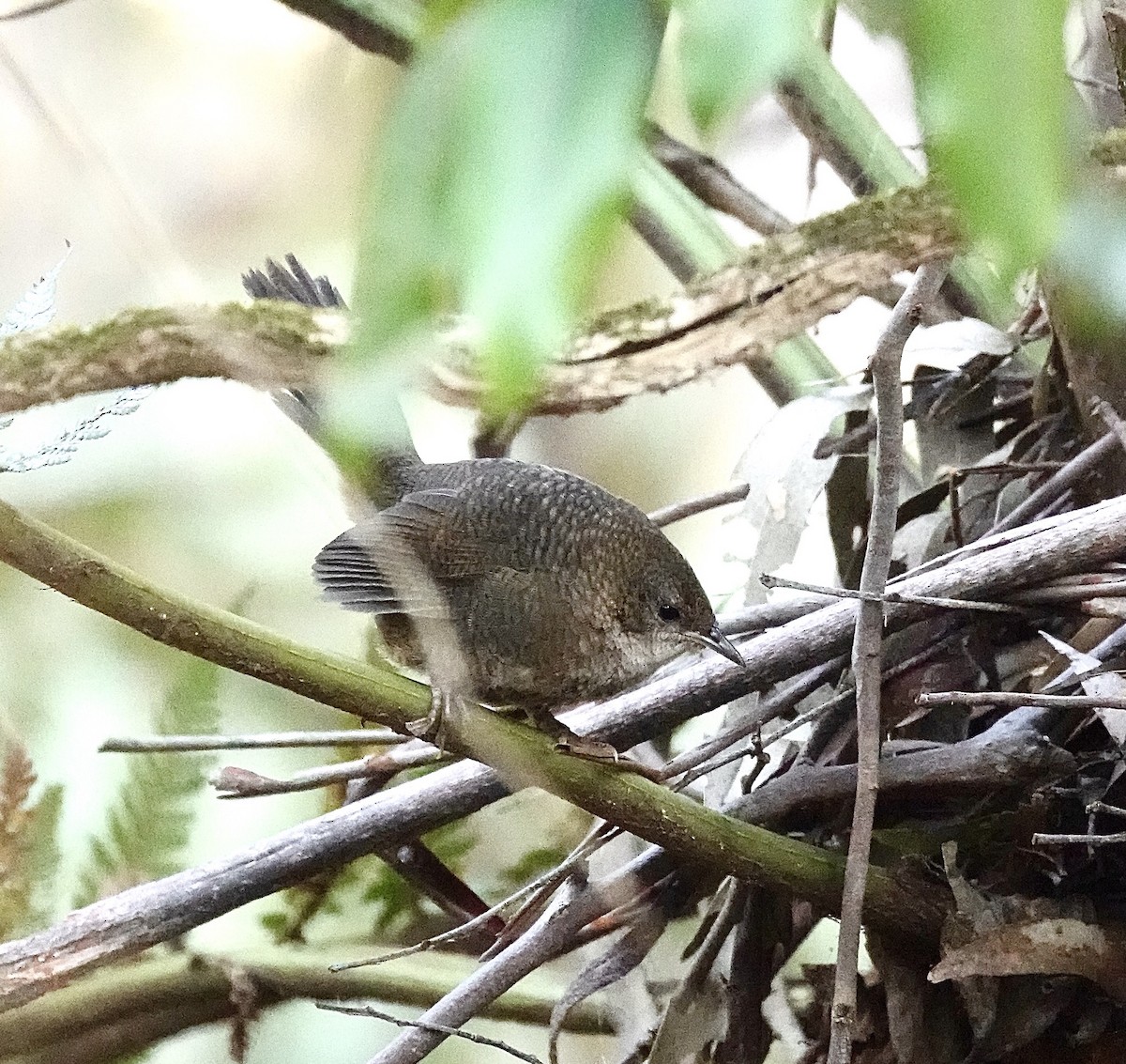 Rostdickichtvogel - ML187414521