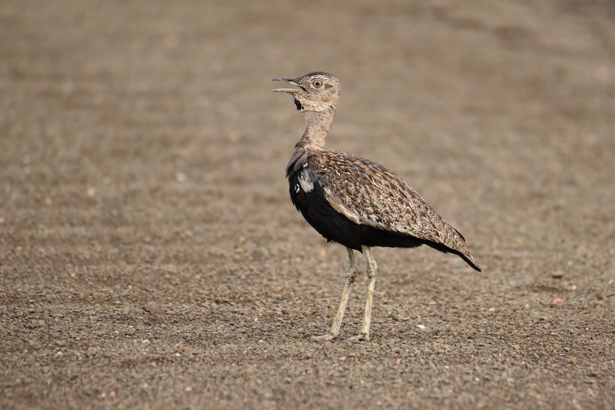 Red-crested Bustard - Maryse Neukomm