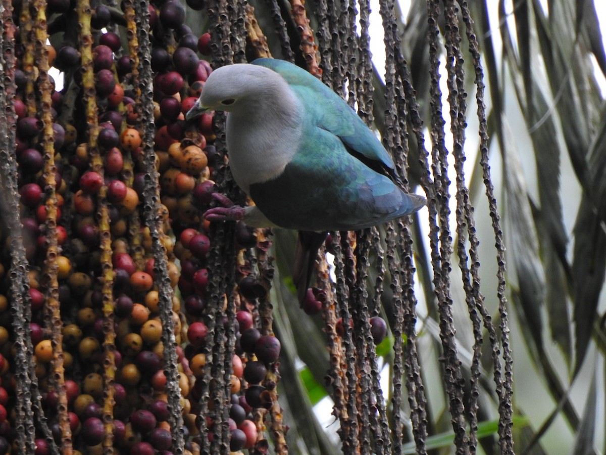 Green Imperial-Pigeon - Francis D'Souza