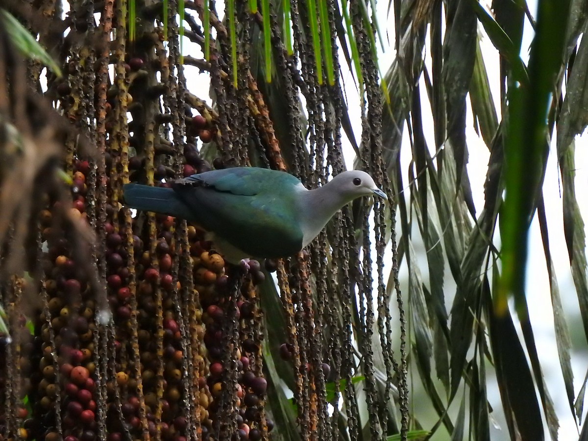 Green Imperial-Pigeon - Francis D'Souza