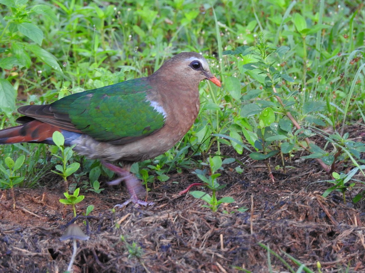 Asian Emerald Dove - ML187414981
