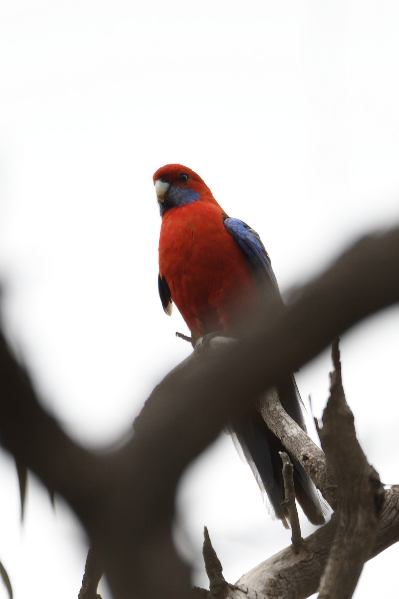 Crimson Rosella (Crimson) - Ken Crawley