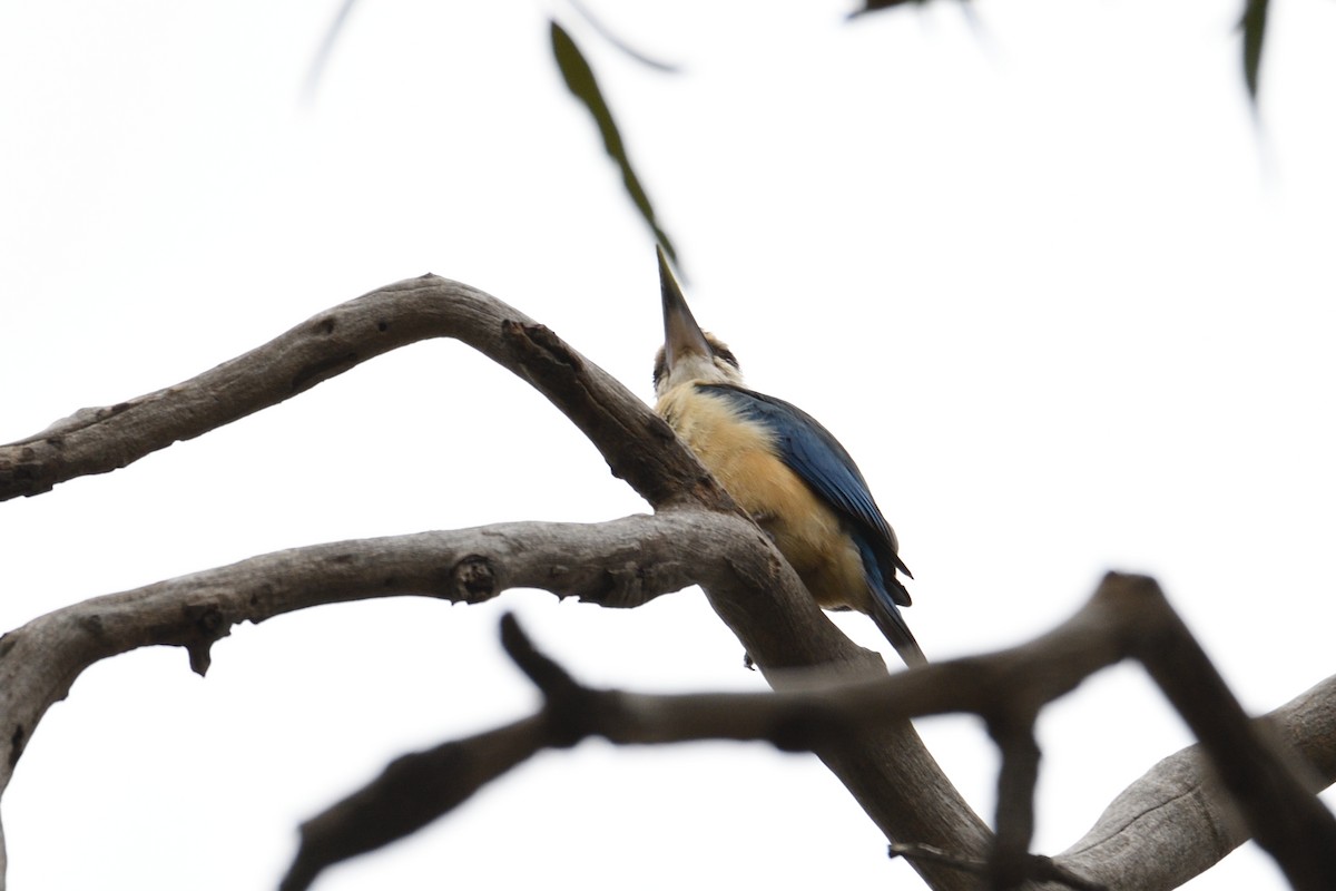 Sacred Kingfisher (Australasian) - Ken Crawley