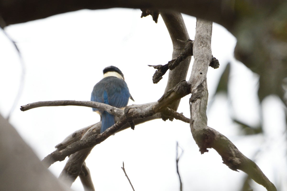 Sacred Kingfisher (Australasian) - Ken Crawley