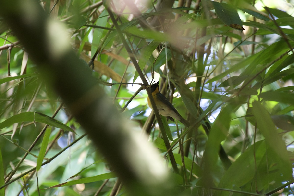 Chinese Blue Flycatcher - ML187420041