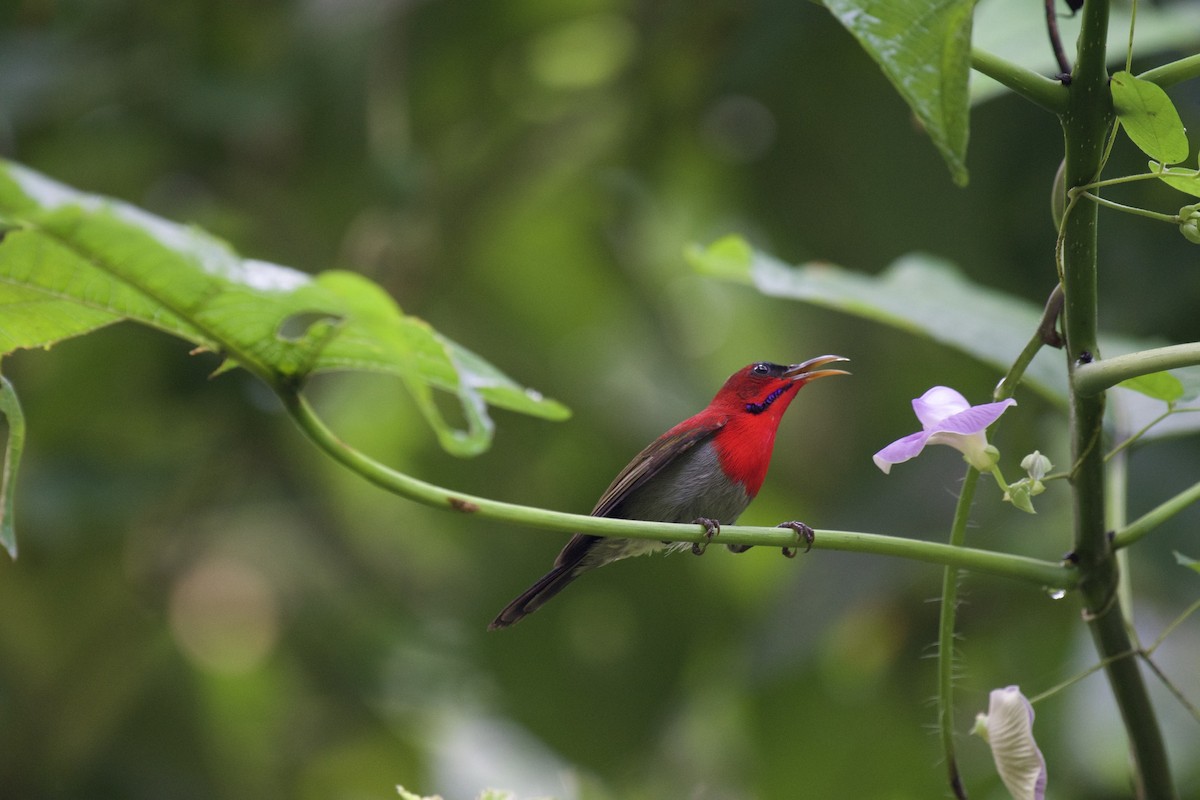 Crimson Sunbird - ML187420061