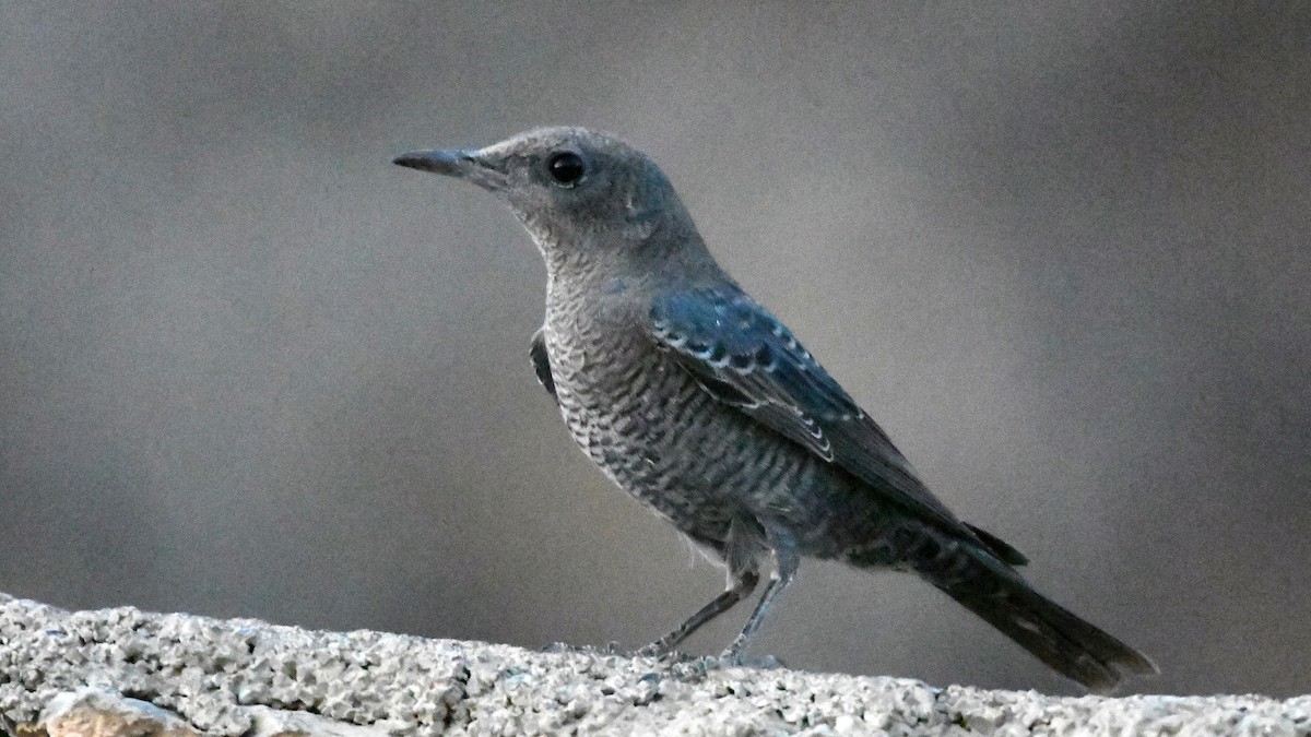 Blue Rock-Thrush - ML187421081