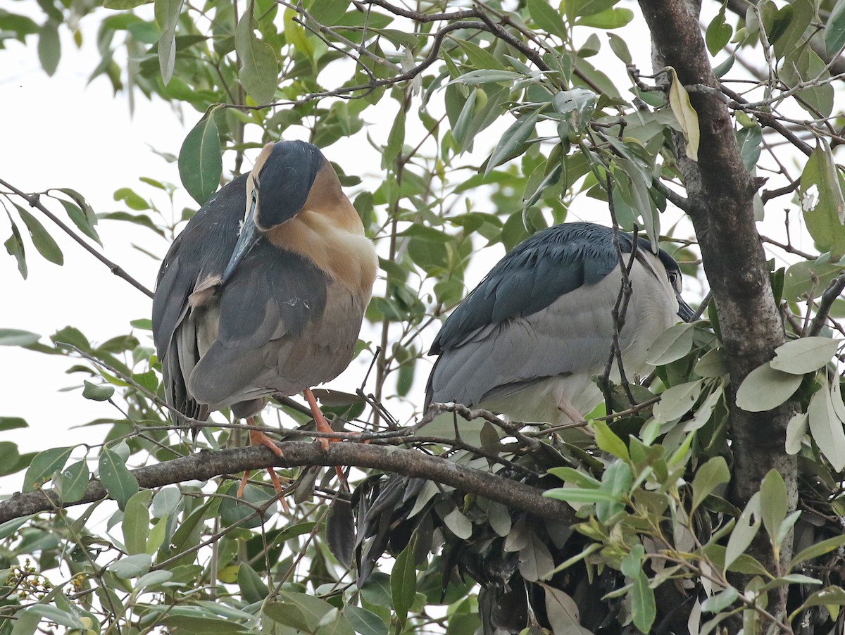 Black-crowned/Nankeen Night Heron - Dave Bakewell