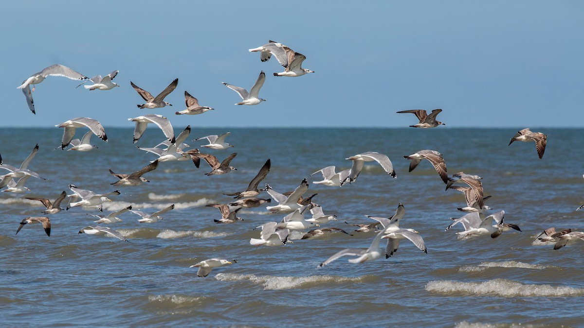 Caspian Gull - ML187423721