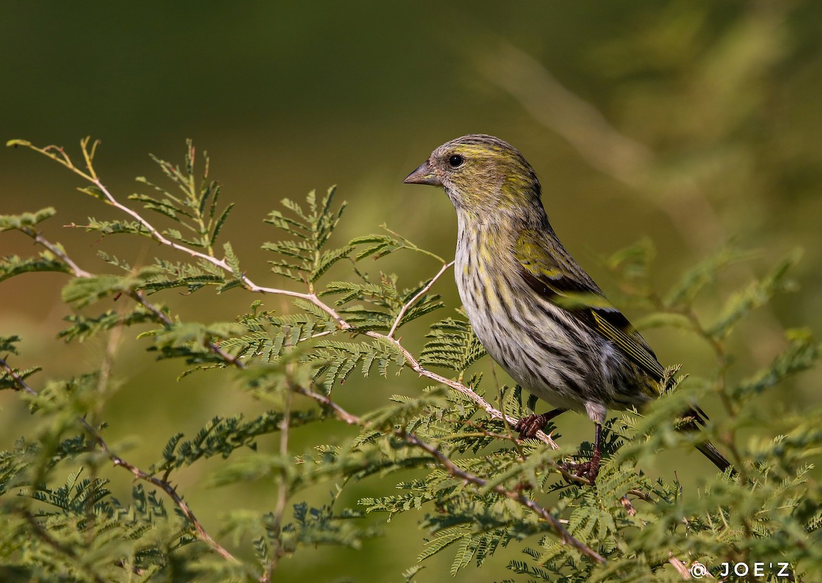 Eurasian Siskin - ML187424021