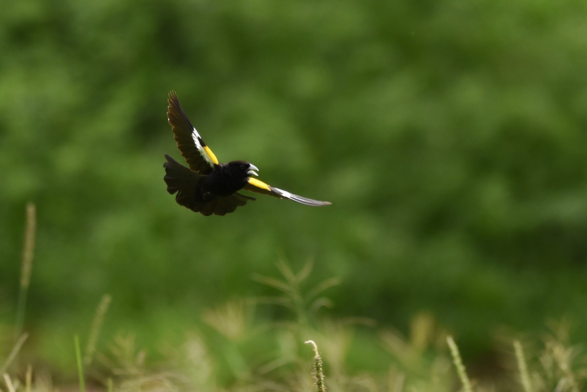 White-winged Widowbird - Maryse Neukomm