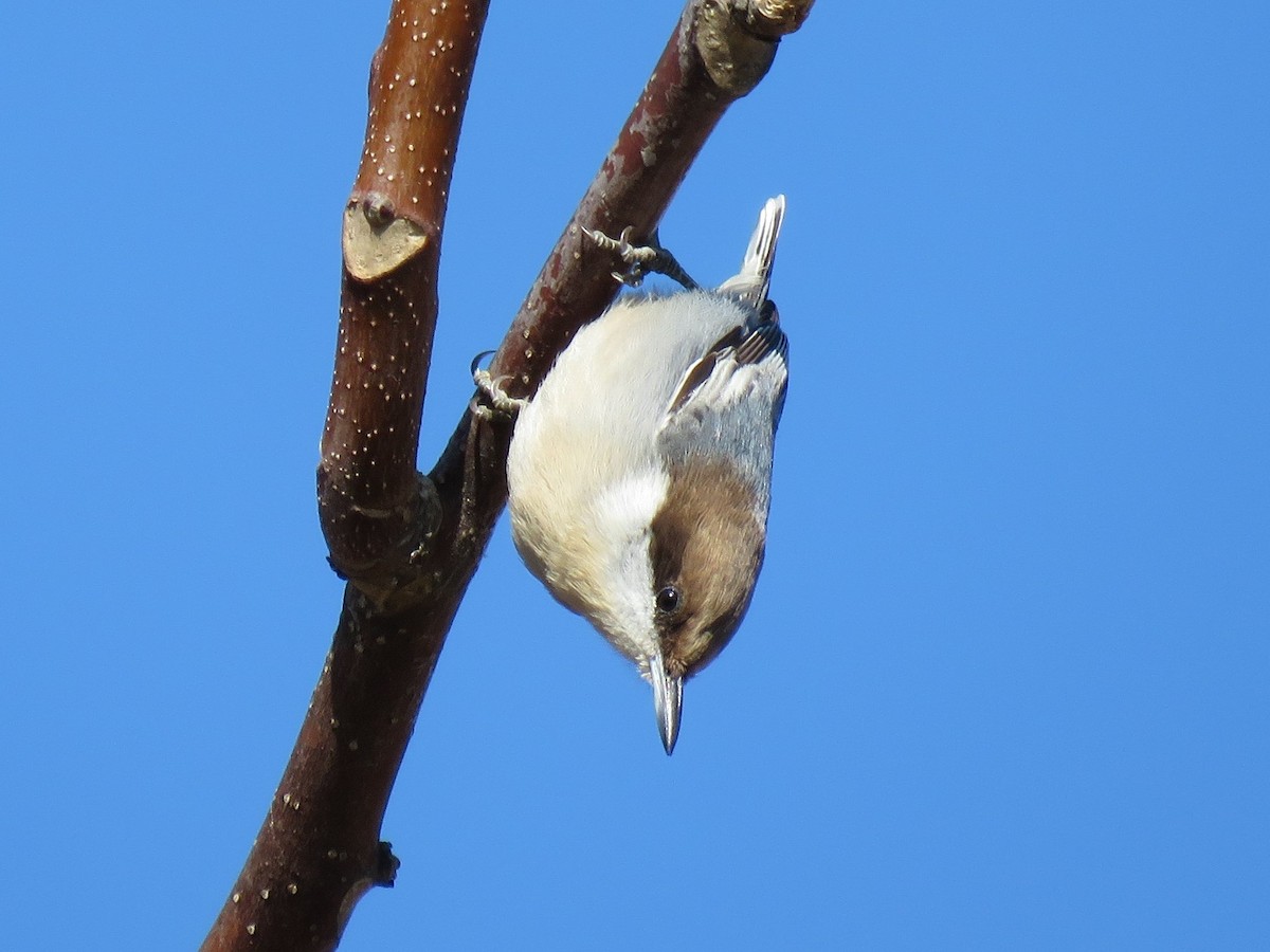 Brown-headed Nuthatch - ML187425291