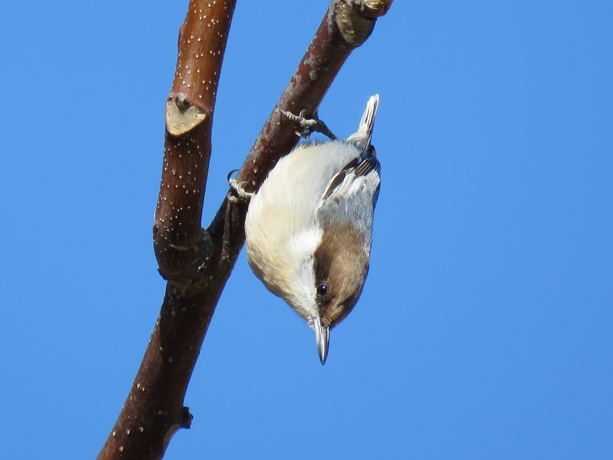 Brown-headed Nuthatch - Tim Carney