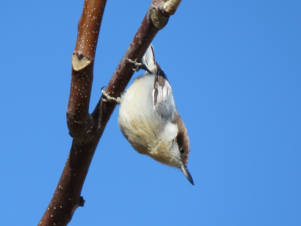 Brown-headed Nuthatch - ML187425301