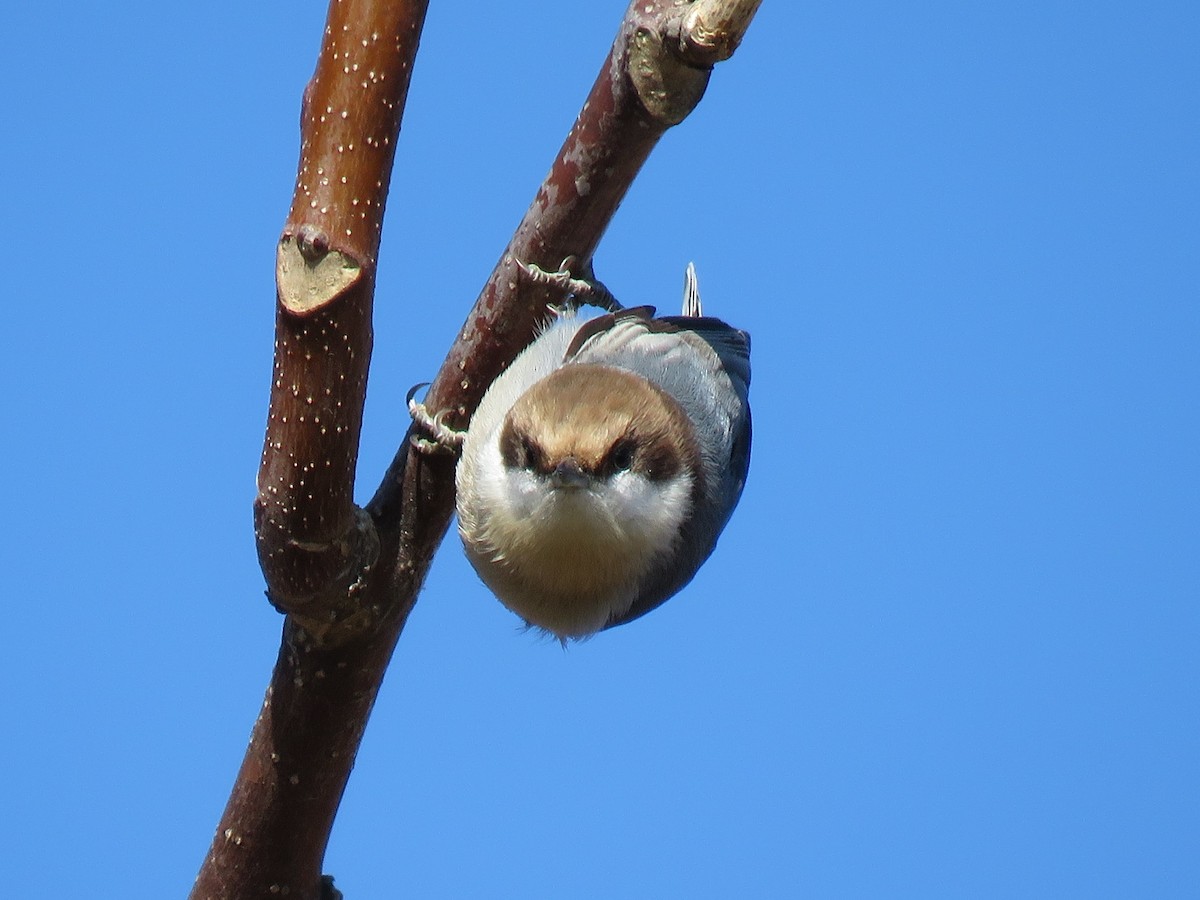 Brown-headed Nuthatch - ML187425311