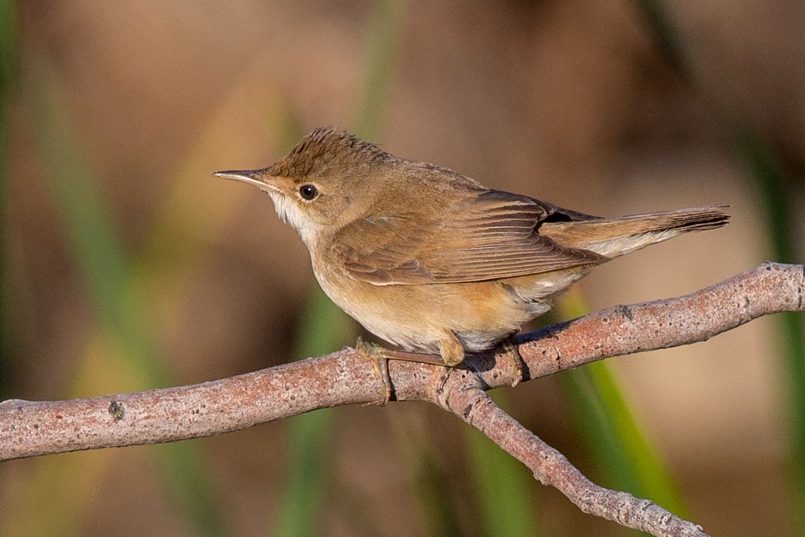 Common Reed Warbler (Caspian) - ML187425931