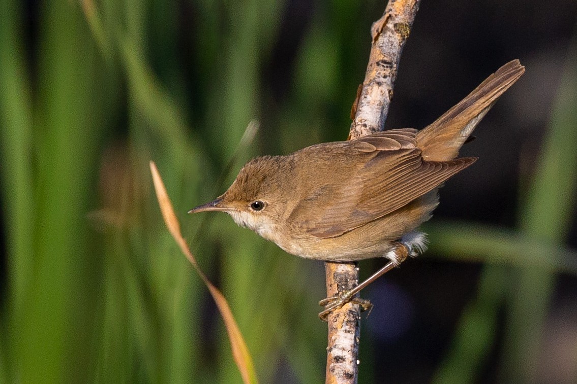 Common Reed Warbler (Caspian) - ML187425941