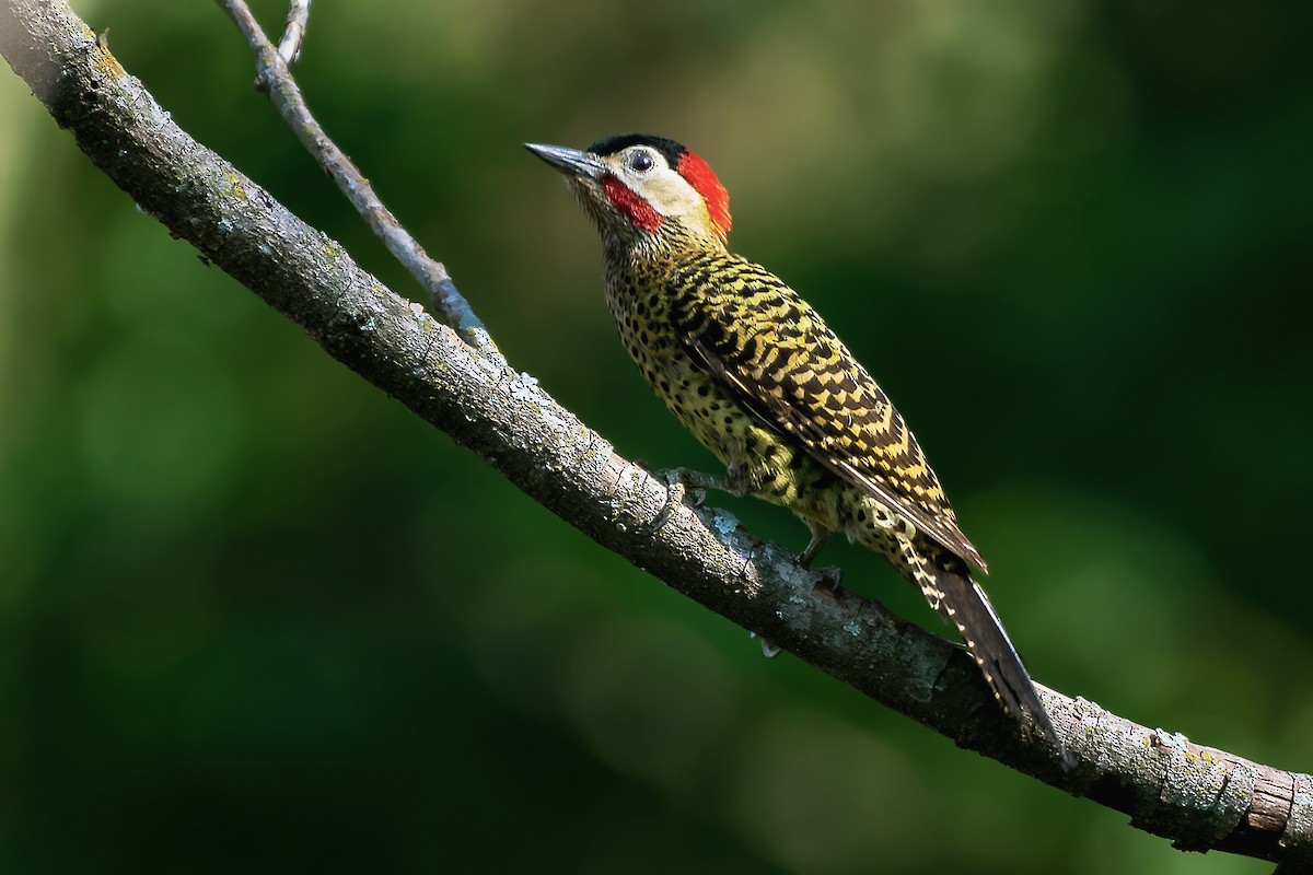 Grünbindenspecht - ML187428731