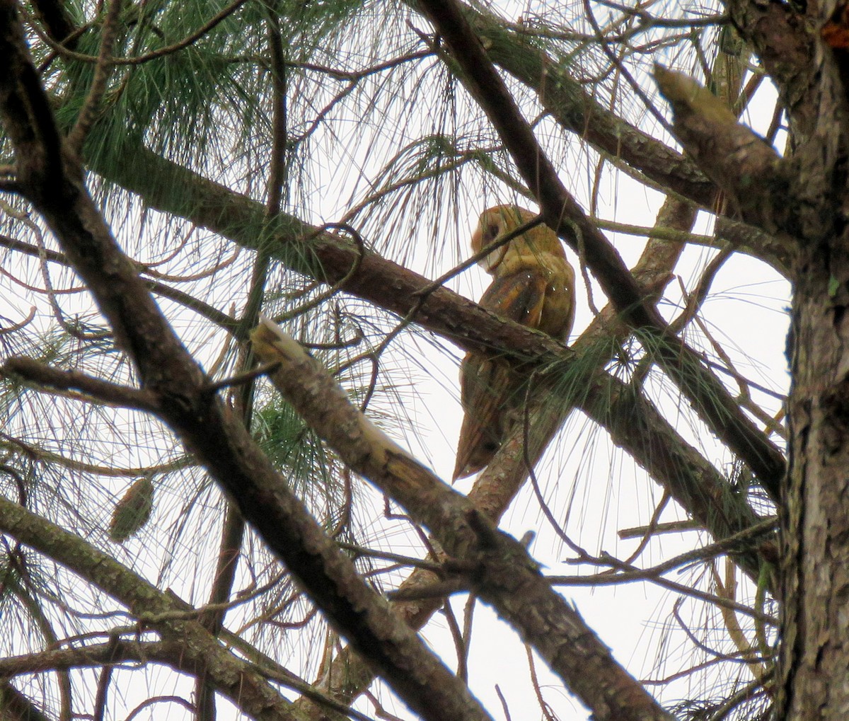 Barn Owl - ML187432721