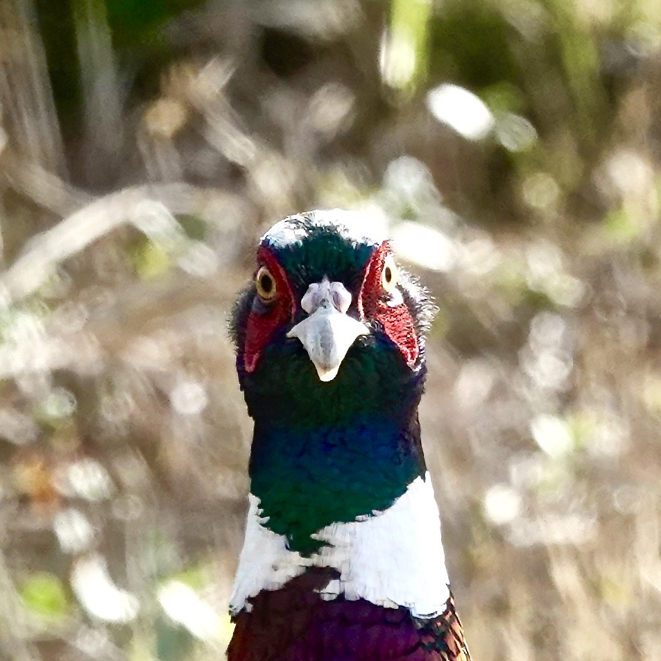 Ring-necked Pheasant - ML187432811