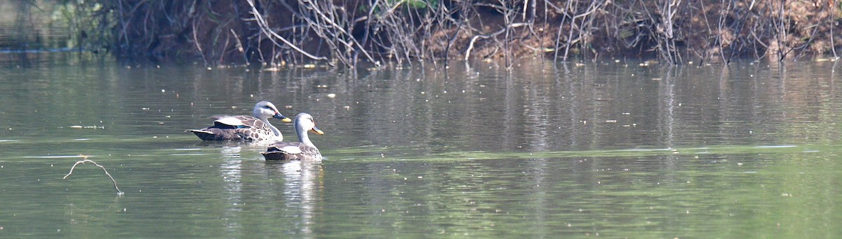 Indian Spot-billed Duck - ML187433471