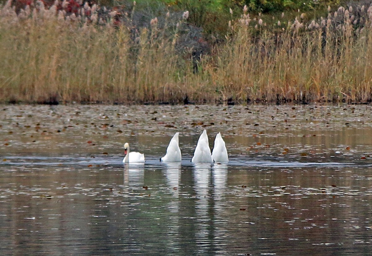 Cygne tuberculé - ML187433511