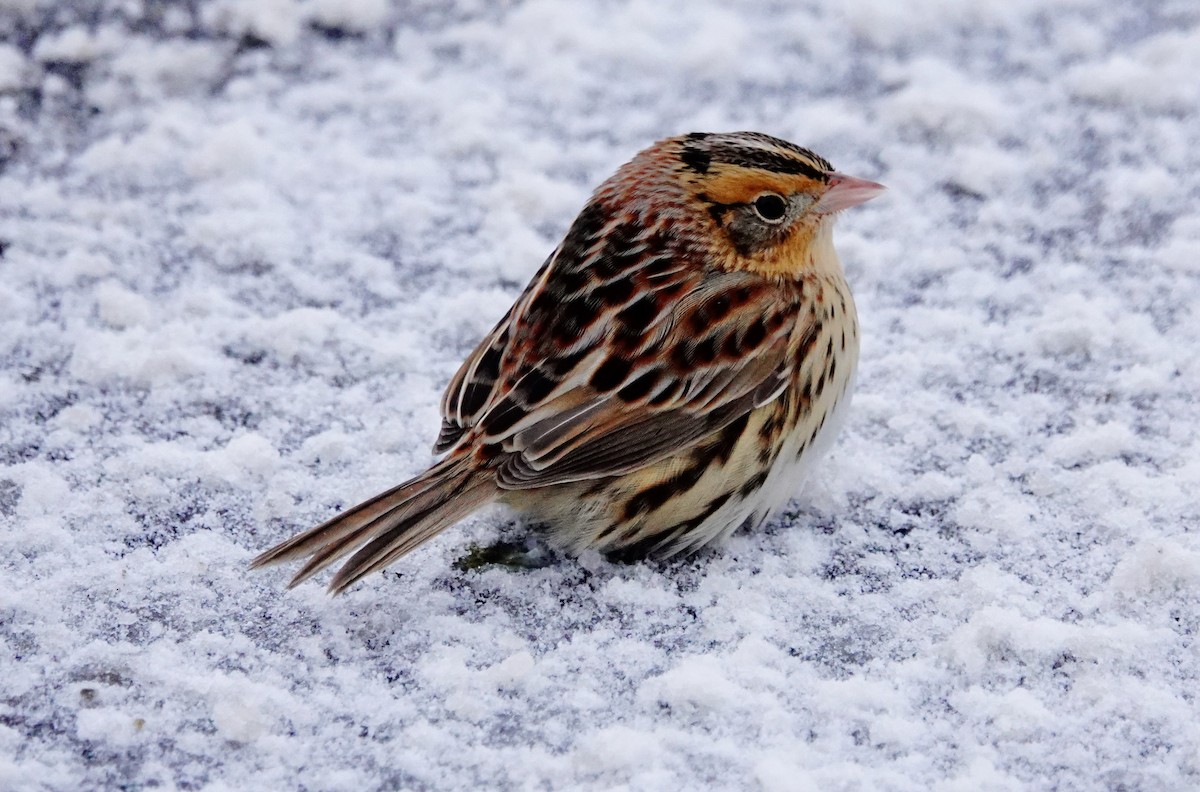 LeConte's Sparrow - Gale VerHague