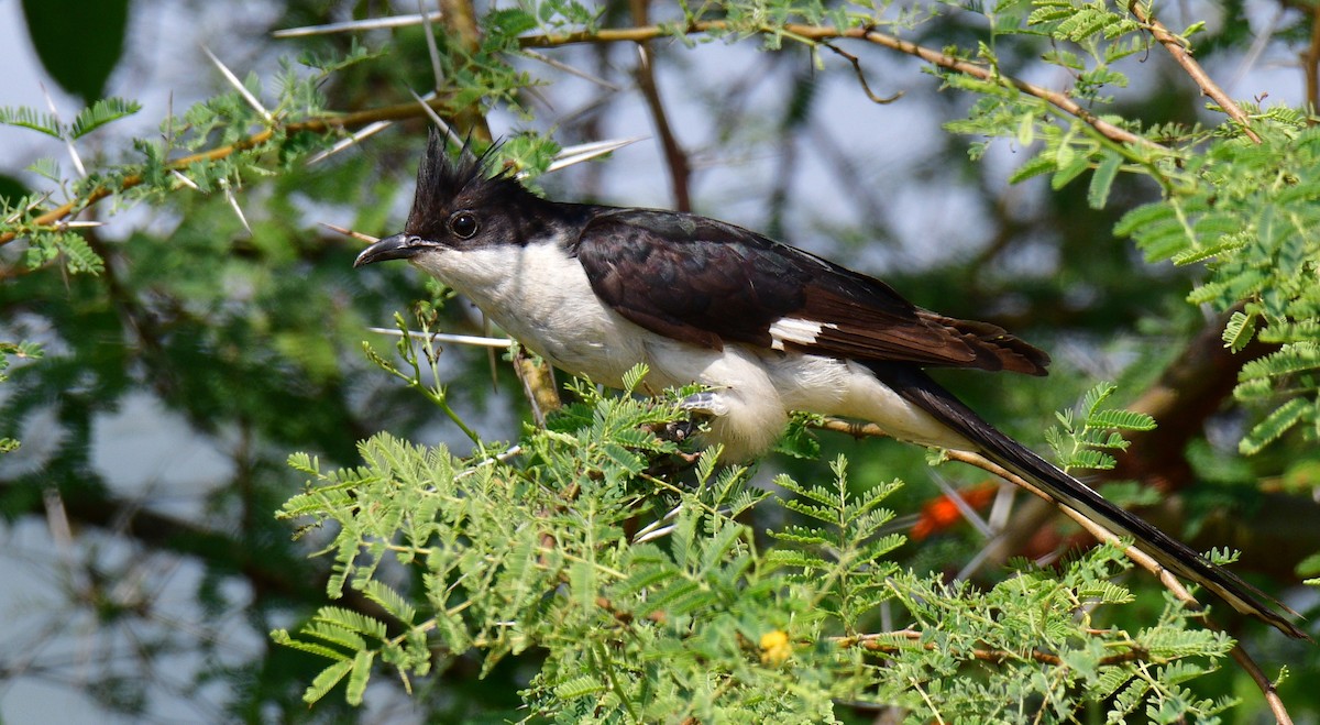 Pied Cuckoo - ML187434721