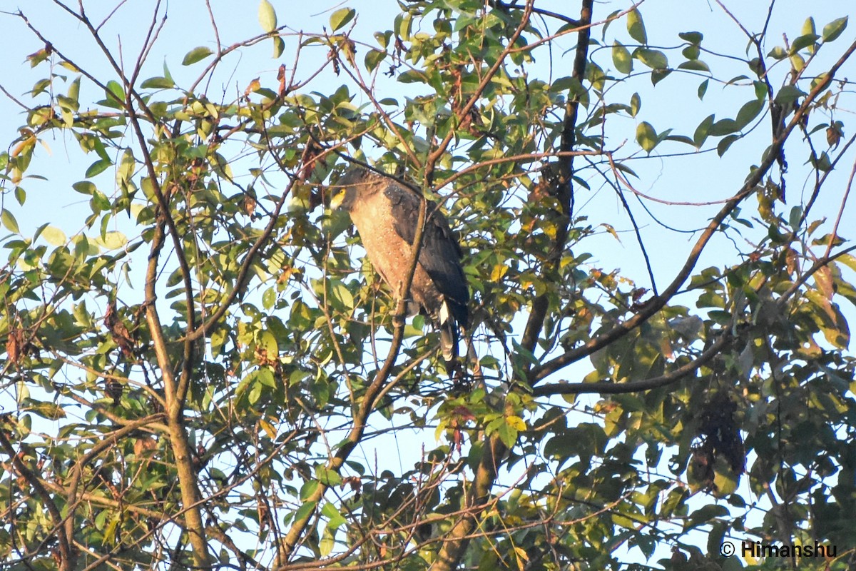 Crested Serpent-Eagle - ML187436421