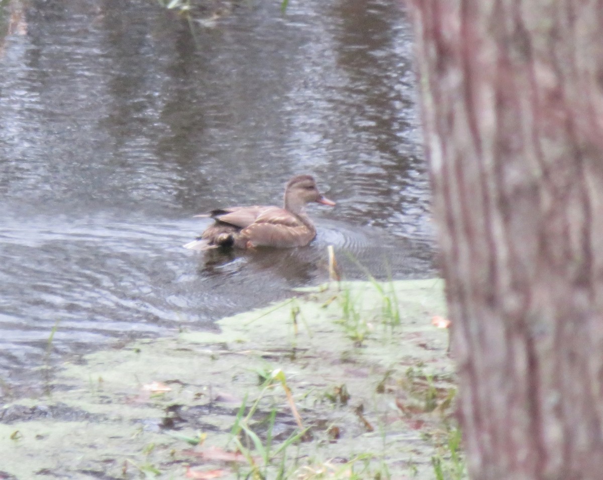 Gadwall - ML187437261