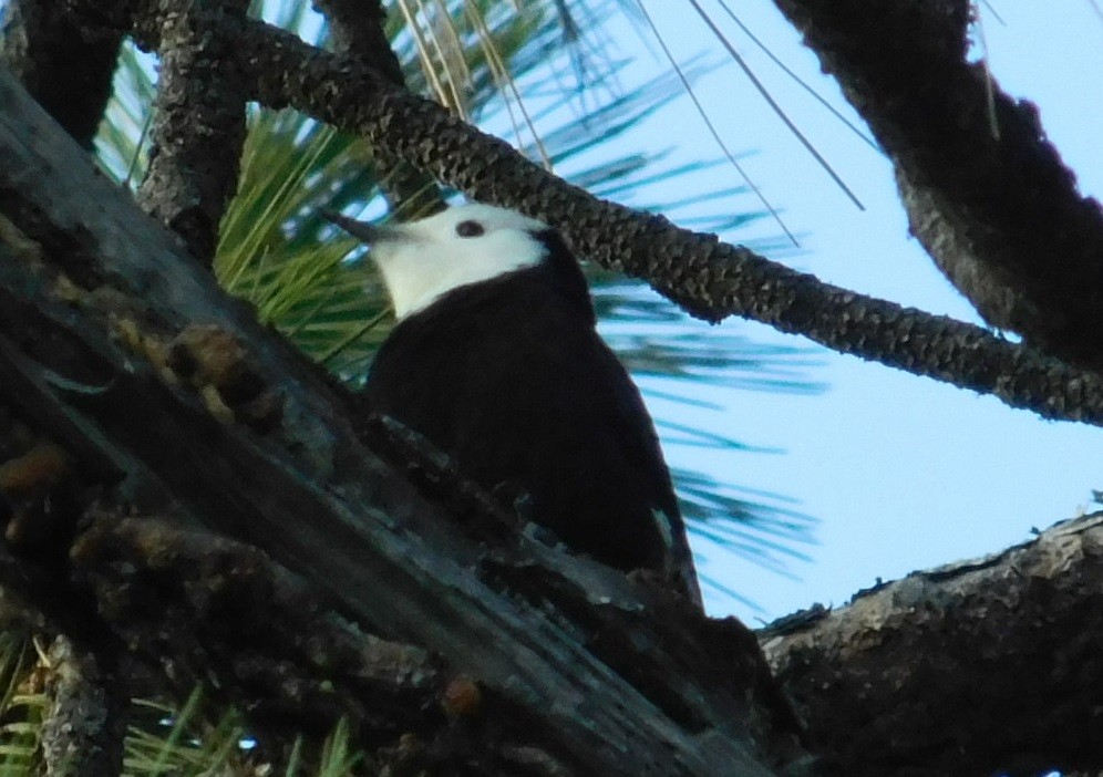 White-headed Woodpecker - Mike & MerryLynn  Denny