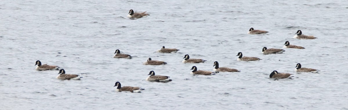 Canada Goose - ML187439321