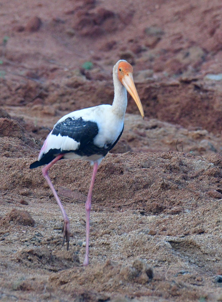 Painted Stork - RK Balaji