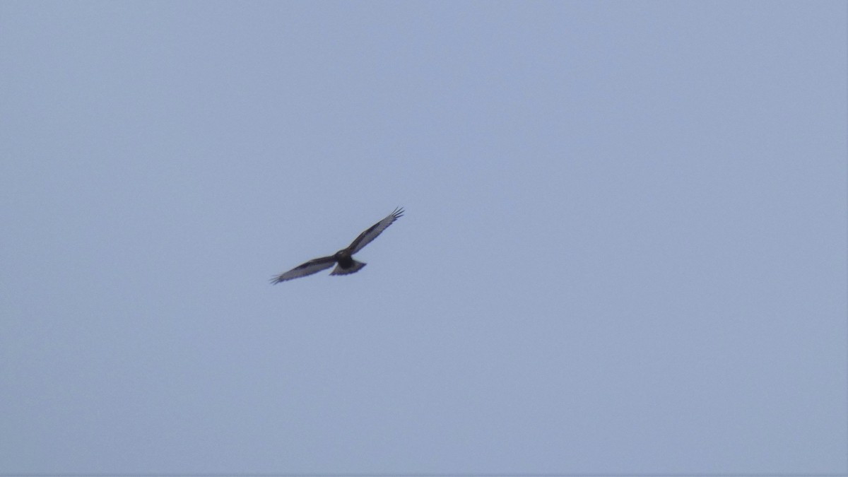 Rough-legged Hawk - Claude Deschênes