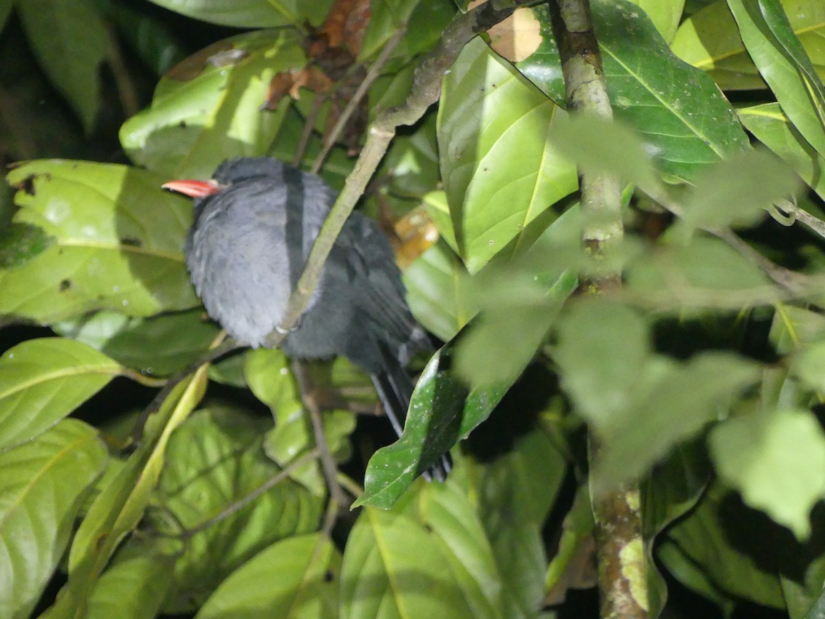 White-fronted Nunbird - ML187440351