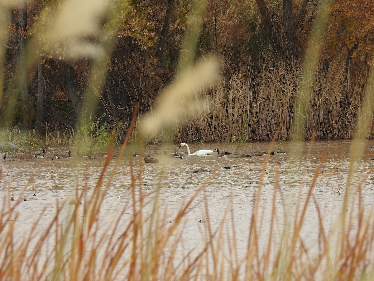 Cisne Chico - ML187441201