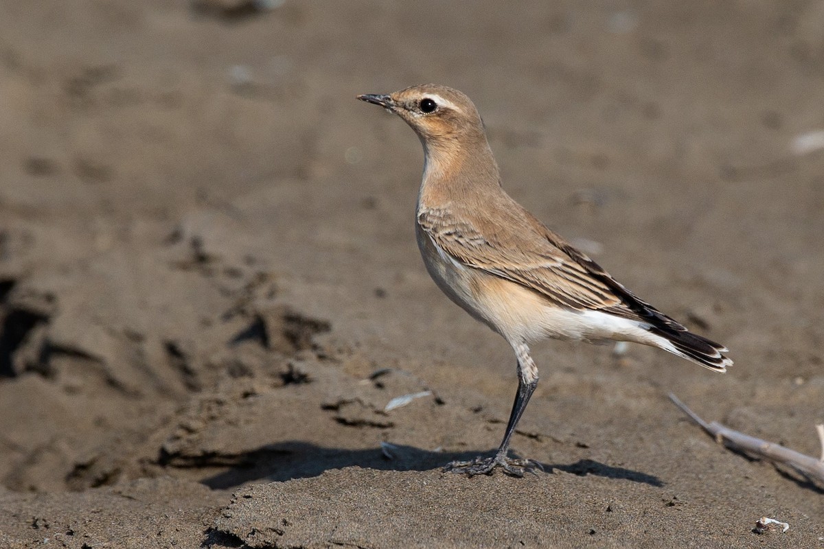 Isabelline Wheatear - Andy Butler